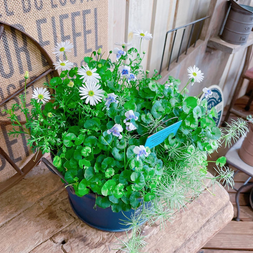 現品SALE！優しい香り♡【パンダスミレ寄せ植え】ネイビー系ブリキ鉢