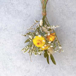 ミモザ 銀葉アカシア 【今週末出荷予定分】生花 スワッグ 切花 無農薬