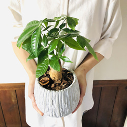 幸福の木『パキラ』5号　丸型　アンティークホワイト　陶器鉢　受け皿付き　観葉植物　 5枚目の画像
