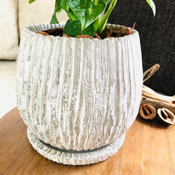 幸福の木『パキラ』5号　丸型　アンティークホワイト　陶器鉢　受け皿付き　観葉植物　 6枚目の画像