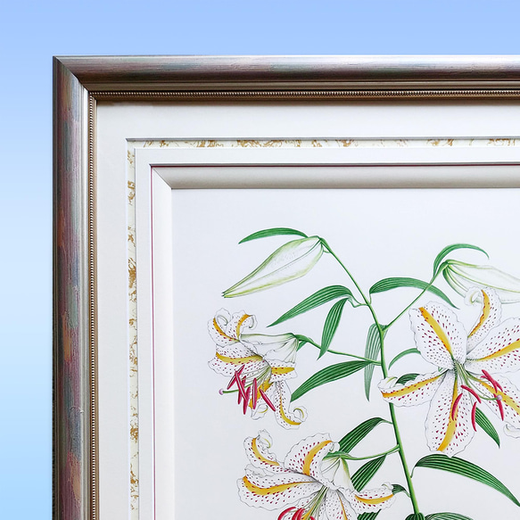 ボタニカルアート　ヤマユリ　植物画 5枚目の画像
