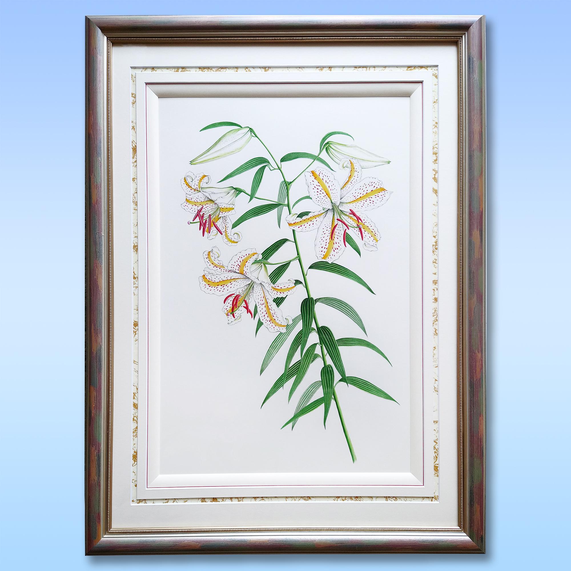 【絵画】ボタニカルアート「はまゆり」　原画 絵画】ボタニカルアート「はまゆり」原画