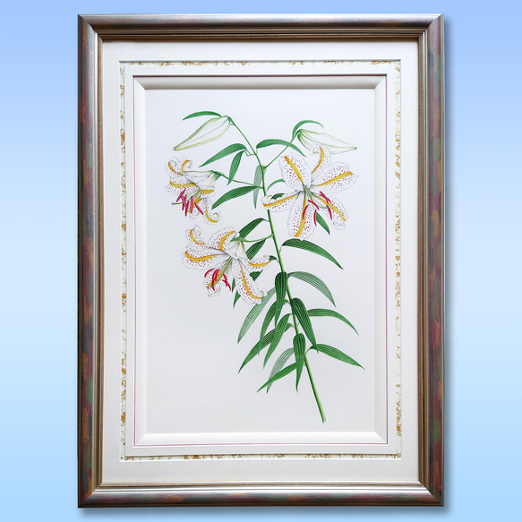 ボタニカルアート　ヤマユリ　植物画 1枚目の画像