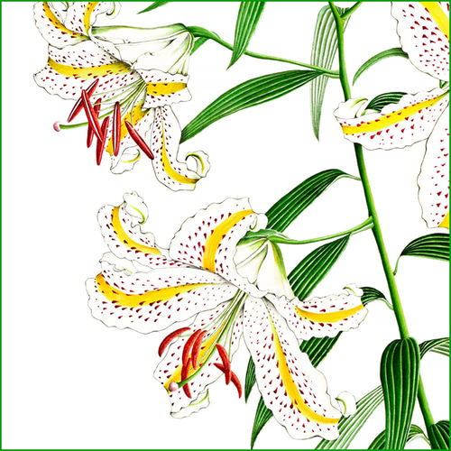 ボタニカルアート ヤマユリ 植物画 絵画 Zinnia 通販 13650774