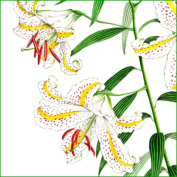 ボタニカルアート　ヤマユリ　植物画 4枚目の画像