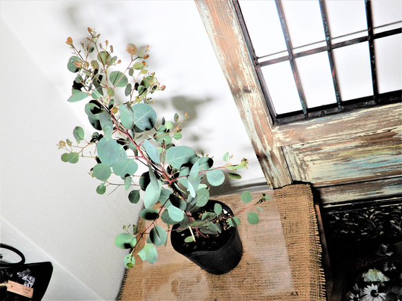 ユーカリ・ポリアンセモス　グリーン　ガーデニング　植物　ポポラス 3枚目の画像
