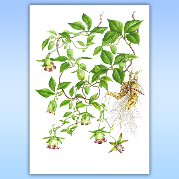 ボタニカルアート　ツルニンジン　植物画 2枚目の画像
