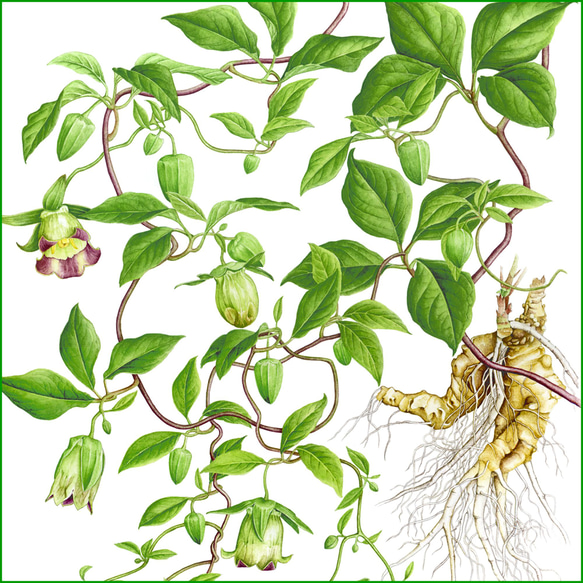 ボタニカルアート　ツルニンジン　植物画 3枚目の画像