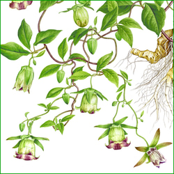 ボタニカルアート　ツルニンジン　植物画 4枚目の画像