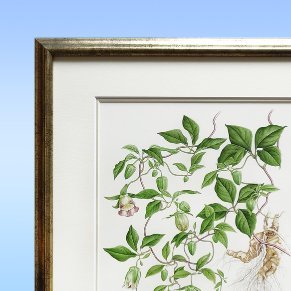 ボタニカルアート　ツルニンジン　植物画 5枚目の画像