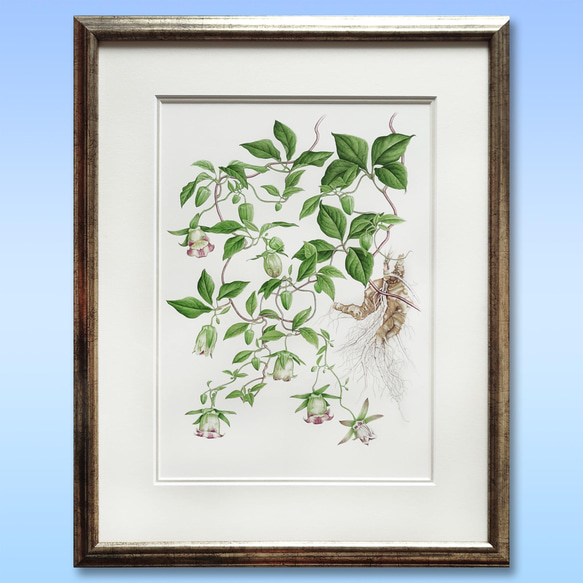 ボタニカルアート　ツルニンジン　植物画 1枚目の画像