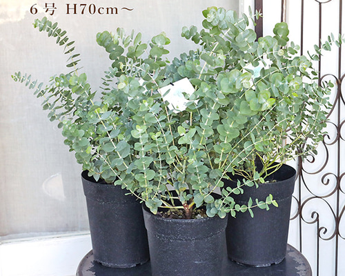 現品、ユーカリの大苗※銀世界　花付きなのでレアです！　少しお値引き出来ます 現品、ユーカリの大苗※銀世界 花付きなのでレアです！ 少しお値引き出来