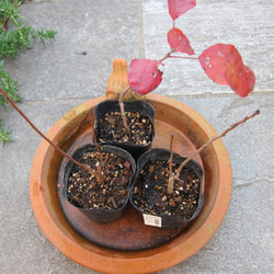 スモークツリー　ロイヤルパープル　カラーリーフ　ガーデンポイント　葉の色が魅力 7枚目の画像