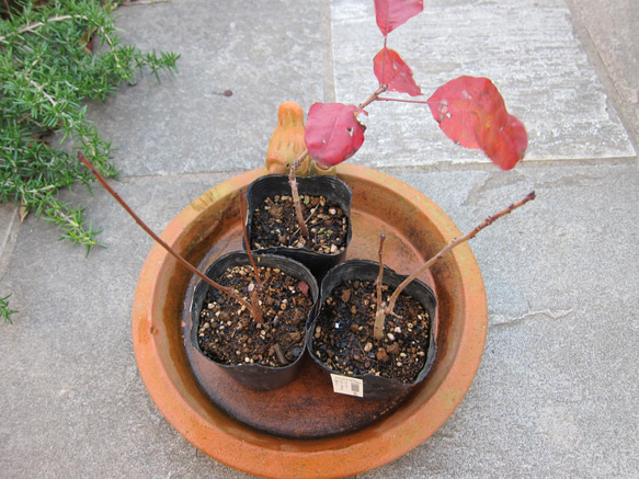 スモークツリー　ロイヤルパープル　カラーリーフ　ガーデンポイント　葉の色が魅力 7枚目の画像