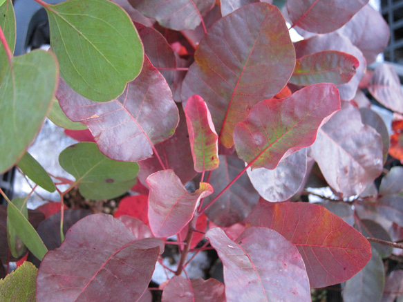スモークツリー　ロイヤルパープル　カラーリーフ　ガーデンポイント　葉の色が魅力 8枚目の画像