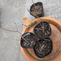 スモークツリー　ロイヤルパープル　カラーリーフ　ガーデンポイント　葉の色が魅力 3枚目の画像