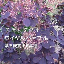 スモークツリー　ロイヤルパープル　カラーリーフ　ガーデンポイント　葉の色が魅力 1枚目の画像