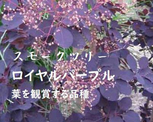 e696009399b3871d6343ae9077dddc