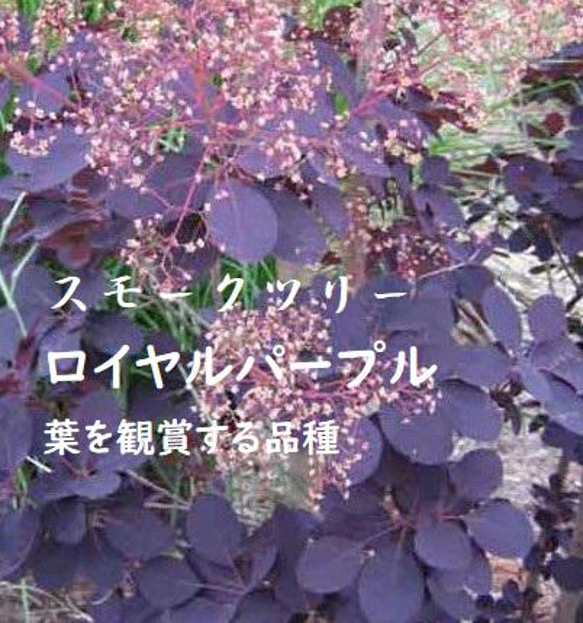 shanti³さん専用スモークツリー　　ロイヤルパープル　250 shanti³さん専用スモークツリー ロイヤルパープル 250 落葉樹