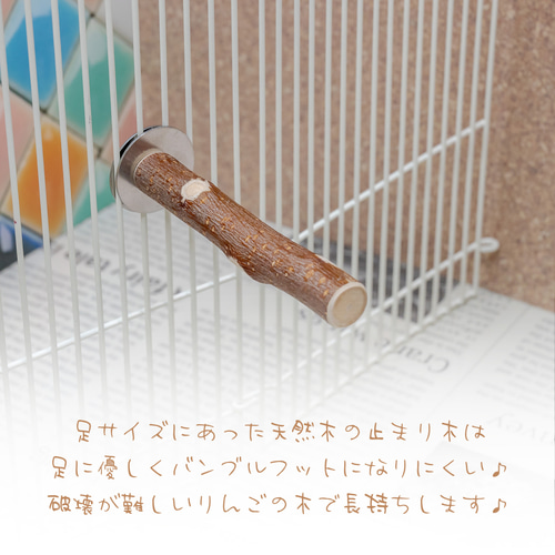 インコちゃんの✩.*˚りんごの止まり木 ショートパーチ細め 14-15mm