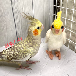 インコちゃんの✩.*˚りんごの止まり木　ショートパーチ細め　小型さん用 6枚目の画像