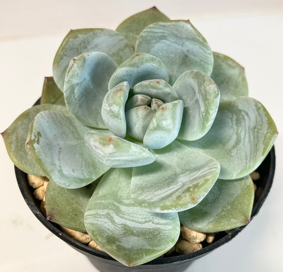 SOLD ポトシナ 双頭 星影 厳選韓国苗 名前付き 多肉植物 〜Green〜多肉