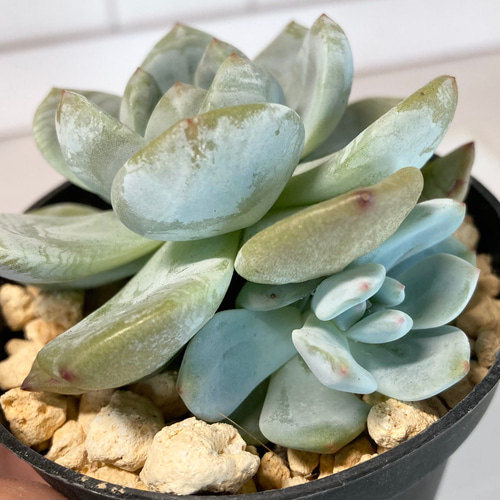 SOLD ポトシナ 双頭 星影 厳選韓国苗 名前付き 多肉植物 〜Green〜多肉