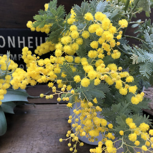 ミモザの苗♡超希少♡アカシア♡即完売♡ アートフラワー パリジェンヌ