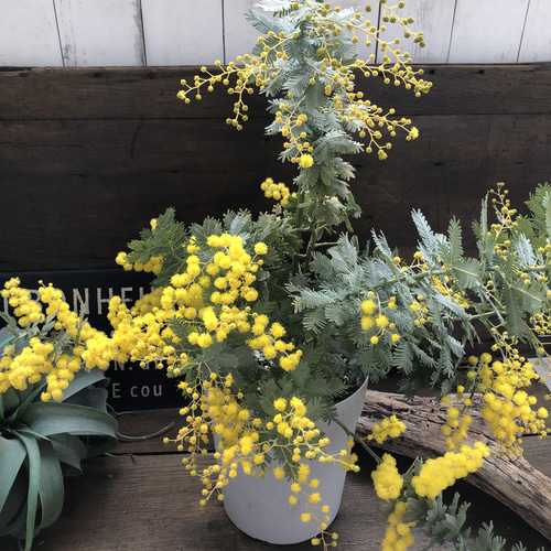 ミモザの苗♡超希少♡アカシア♡即完売♡ アートフラワー パリジェンヌ
