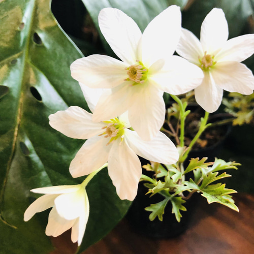 純白の花が咲く 常緑種『クレマチス カートマニージョー』ハンギング