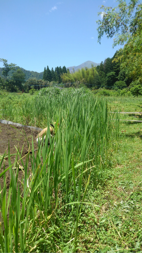 【はな様オーダー品】【マコモ茶】火山蒸気蒸し&薪火焙煎　若葉茶＆Deep 宮崎県産無農薬∞10g入 8枚目の画像