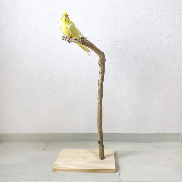 【流木止まり木】鳥 インコ 軽くて持ち運びカンタン！程よい高さもある止まり木！ 1枚目の画像