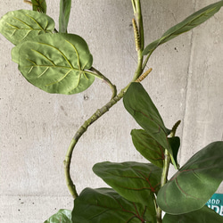 光触媒　人工観葉植物　ウォールグリーン　フェイク　フラワー　シーグレープ特大 6枚目の画像