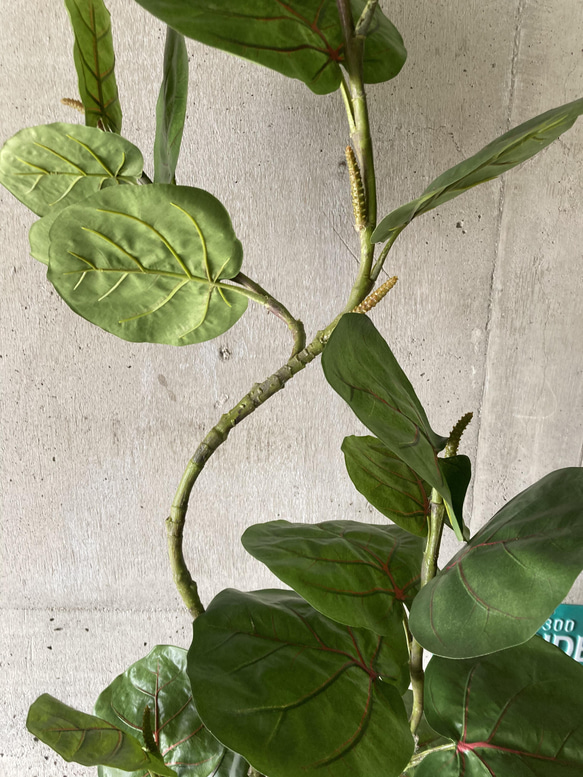 光触媒　人工観葉植物　ウォールグリーン　フェイク　フラワー　シーグレープ特大 6枚目の画像