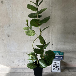 光触媒　人工観葉植物　ウォールグリーン　フェイク　フラワー　シーグレープ特大 3枚目の画像