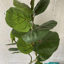 光触媒　人工観葉植物　ウォールグリーン　フェイク　フラワー　シーグレープ特大 4枚目の画像