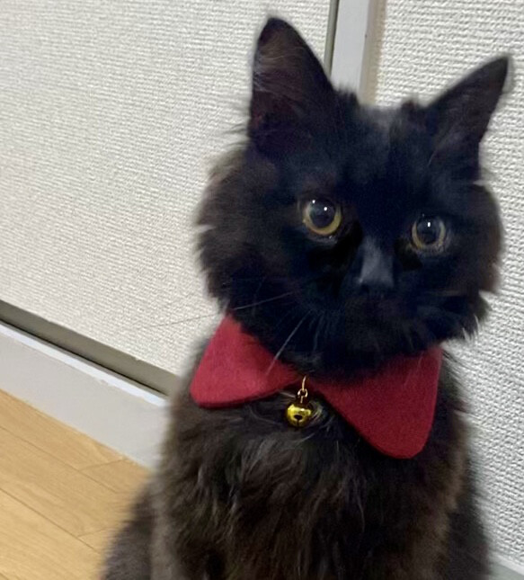 メルモママ、和風ロリータ(ピンク⑤)わんちゃん猫ちゃん用襟付き首輪 メルモママ様専用、和風ロリータ(ピンク⑤)わんちゃん猫ちゃん用