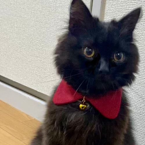 ◇猫の首輪◇襟付き◇ワインレッド赤◇ リード・首輪 にゃんごろ