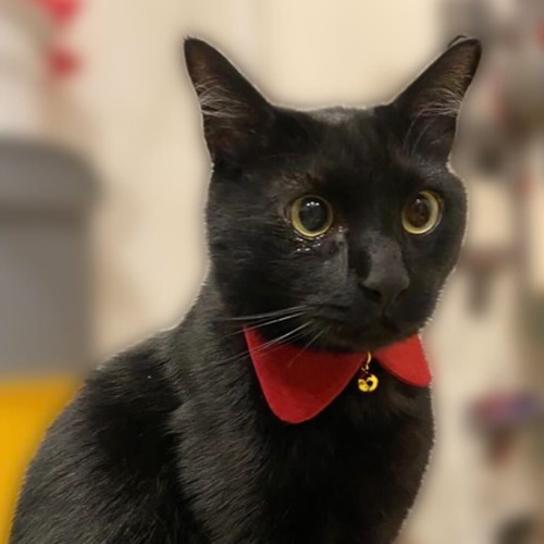 木製猫の彫刻 赤い首輪付き 猫用首輪 necoco ネココ キャットカラー レッド | ペティオ