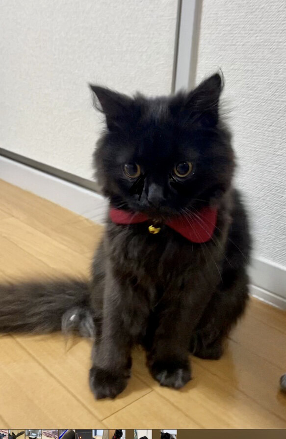 ブラウン系(①)わんちゃん猫ちゃん用襟つき首輪 麗しい ブラウン系(①)わんちゃん猫ちゃん用襟つき首輪 麗しい