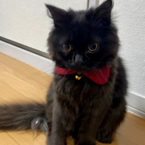 クリスマス(赤①)わんちゃん猫ちゃん用襟つき首輪 ◇猫の首輪◇襟付き◇ワインレッド赤◇ リード・首輪 にゃんごろ