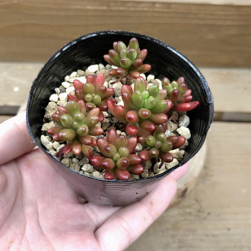 多肉植物 セダム 虹の玉 2ポットset 多肉植物 plant life（次回発送1月