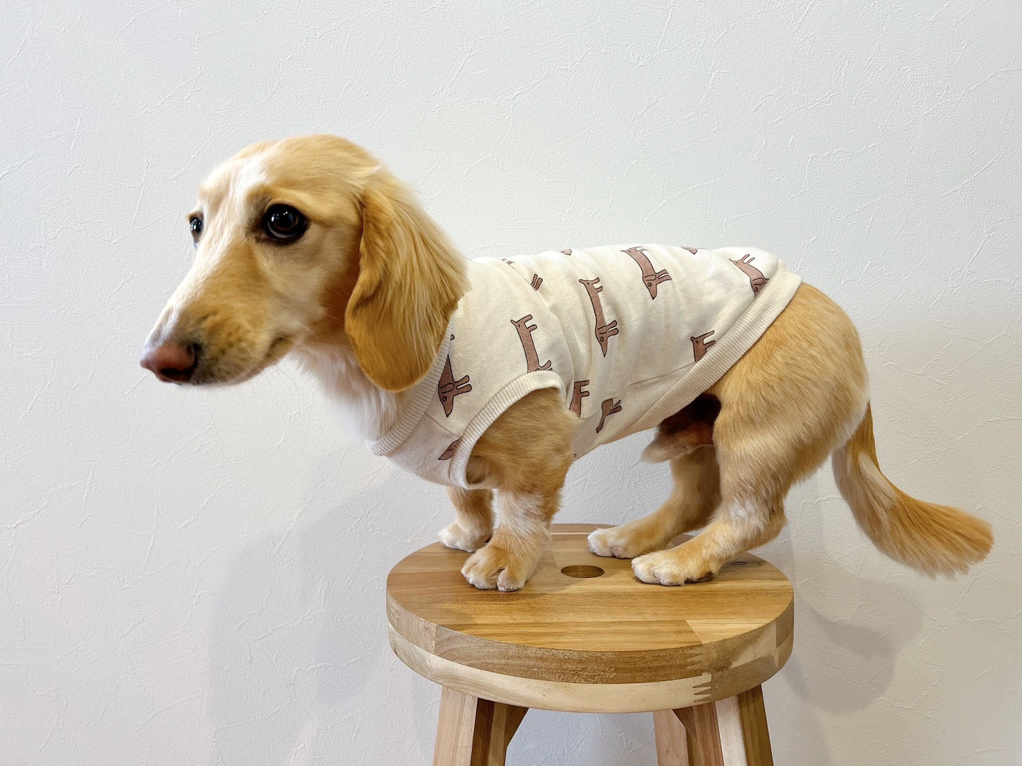 犬服　犬の服　ハンドメイド 犬服ハンドメイド オーダーメイド Bon chien MARINE | とにかく