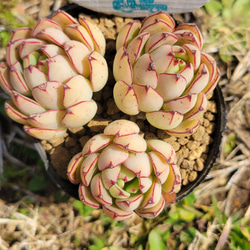 桜吹雪 多肉植物 アナカンプセロス その他インテリア雑貨 多肉のたかだ