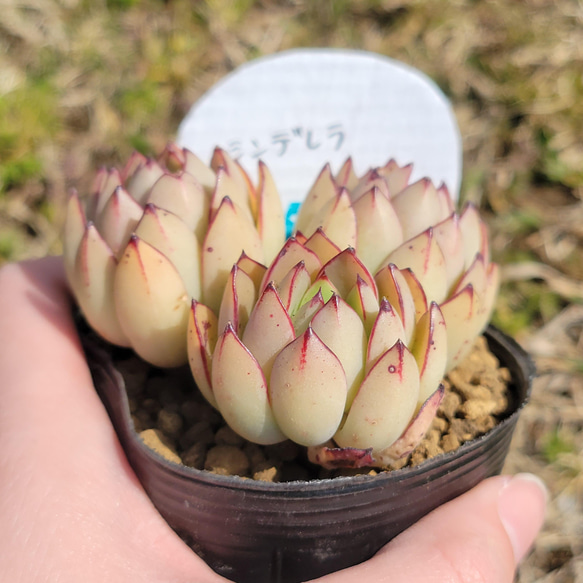 シンデレラ 多肉植物 エケベリア 3枚目の画像