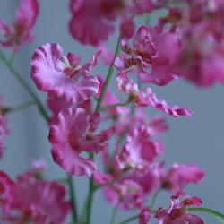 （水換え不要）ピンクオンシジュームの花瓶挿し　 3枚目の画像