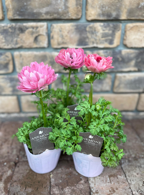 美品Innocent Grey FLOWERSタペストリー八代譲葉,小見門ネリネ Amazon | ネモフィラ 苗 Zシリーズ ピンク シルバーリーフ 3.5号