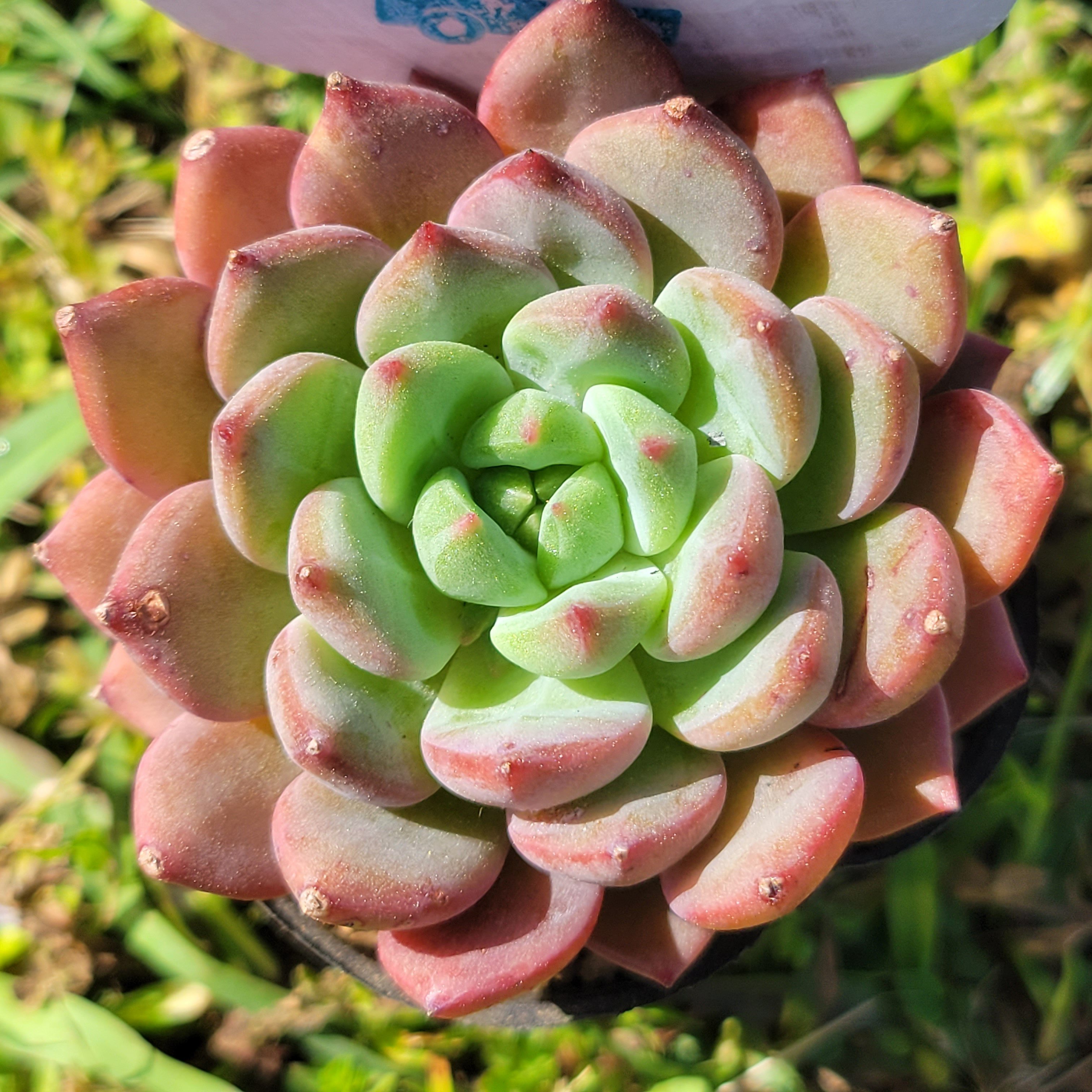 スカーレット 多肉植物 エケベリア その他インテリア雑貨 多肉のたかだ