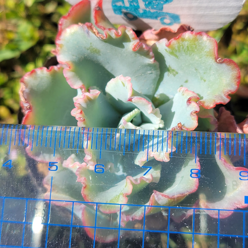アクエリアス 多肉植物 エケベリア その他インテリア雑貨 多肉の