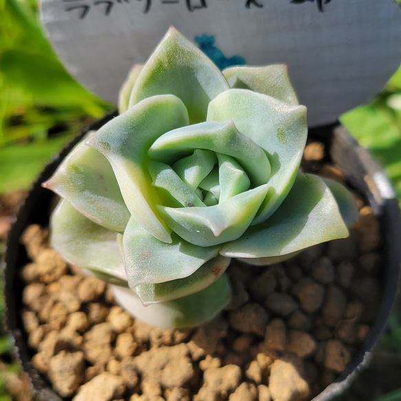 超可愛い　多肉植物　エケベリア　ラブリーローズ錦　抜き苗　木立古株